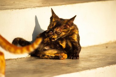 Siyah ve turuncu kedi yavrusu temizliğini korumak, kürkünü parlak ve itici tutmak ve kan dolaşımını canlandırmak için kendini tımar eder..