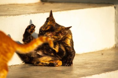 Siyah ve turuncu kedi yavrusu temizliğini korumak, kürkünü parlak ve itici tutmak ve kan dolaşımını canlandırmak için kendini tımar eder..