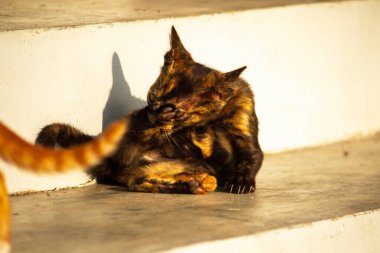 Siyah ve turuncu kedi yavrusu temizliğini korumak, kürkünü parlak ve itici tutmak ve kan dolaşımını canlandırmak için kendini tımar eder..