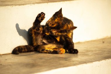 Siyah ve turuncu kedi yavrusu temizliğini korumak, kürkünü parlak ve itici tutmak ve kan dolaşımını canlandırmak için kendini tımar eder..