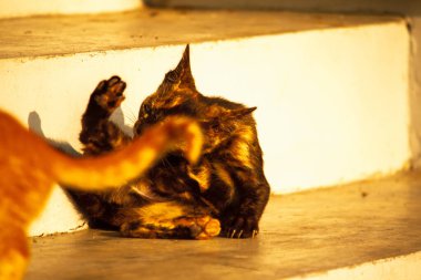 Siyah ve turuncu kedi yavrusu temizliğini korumak, kürkünü parlak ve itici tutmak ve kan dolaşımını canlandırmak için kendini tımar eder..