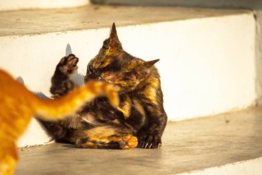 Siyah ve turuncu kedi yavrusu temizliğini korumak, kürkünü parlak ve itici tutmak ve kan dolaşımını canlandırmak için kendini tımar eder..