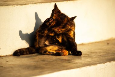 Siyah ve turuncu kedi yavrusu temizliğini korumak, kürkünü parlak ve itici tutmak ve kan dolaşımını canlandırmak için kendini tımar eder..