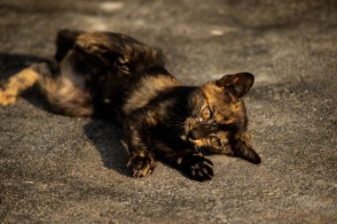 Portakal ve siyah tekir kedilerin rahat ve şakacı davranışlarını yansıtan sevimli bir görüntüdür..