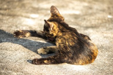 Portakal ve siyah tekir kedilerin rahat ve şakacı davranışlarını yansıtan sevimli bir görüntüdür..