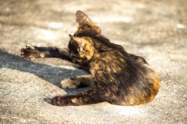 Portakal ve siyah tekir kedilerin rahat ve şakacı davranışlarını yansıtan sevimli bir görüntüdür..