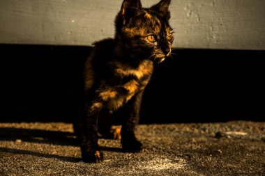 Turuncu ve Kara Tabby kendi bölgelerinin güvenliğini sağlıyordu..