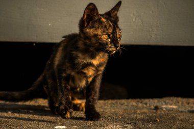 Turuncu ve Kara Tabby kendi bölgelerinin güvenliğini sağlıyordu..