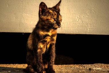 Turuncu ve Kara Tabby kendi bölgelerinin güvenliğini sağlıyordu..