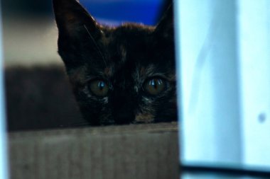 Turuncu ve Kara Tabby kendi bölgelerinin güvenliğini sağlıyordu..