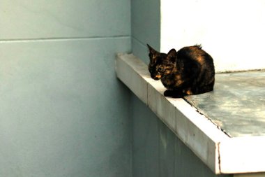 Turuncu ve Kara Tabby kendi bölgelerinin güvenliğini sağlıyordu..