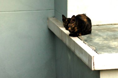 Turuncu ve Kara Tabby kendi bölgelerinin güvenliğini sağlıyordu..