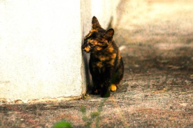 Turuncu ve Kara Tabby kendi bölgelerinin güvenliğini sağlıyordu..