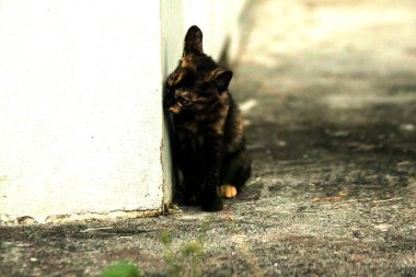Turuncu ve Kara Tabby kendi bölgelerinin güvenliğini sağlıyordu..