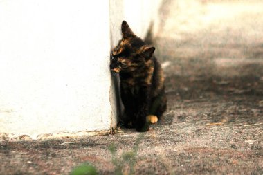 Turuncu ve Kara Tabby kendi bölgelerinin güvenliğini sağlıyordu..