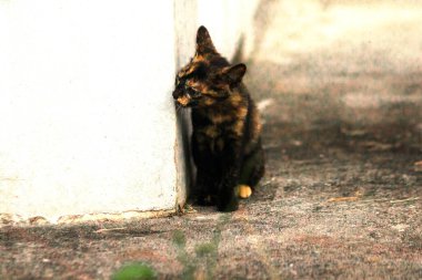 Turuncu ve Kara Tabby kendi bölgelerinin güvenliğini sağlıyordu..