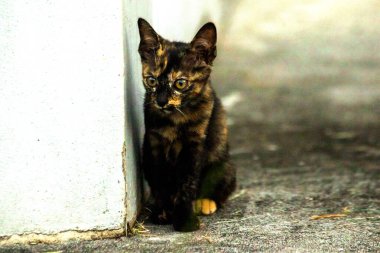 Turuncu ve Kara Tabby kendi bölgelerinin güvenliğini sağlıyordu..