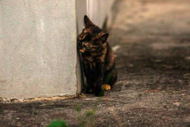 Turuncu ve Kara Tabby kendi bölgelerinin güvenliğini sağlıyordu..