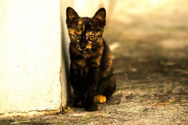Turuncu ve Kara Tabby kendi bölgelerinin güvenliğini sağlıyordu..