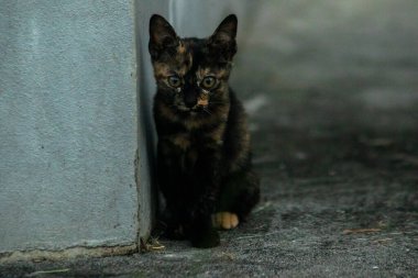 Turuncu ve Kara Tabby kendi bölgelerinin güvenliğini sağlıyordu..