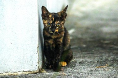 Turuncu ve Kara Tabby kendi bölgelerinin güvenliğini sağlıyordu..