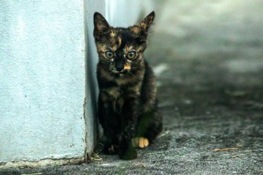 Turuncu ve Kara Tabby kendi bölgelerinin güvenliğini sağlıyordu..
