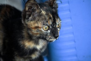 Turuncu ve Kara Tabby kendi bölgelerinin güvenliğini sağlıyordu..