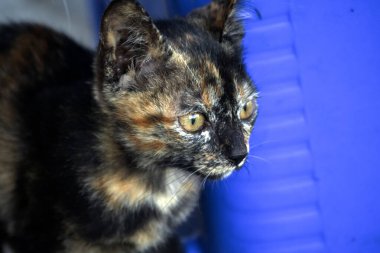 Turuncu ve Kara Tabby kendi bölgelerinin güvenliğini sağlıyordu..