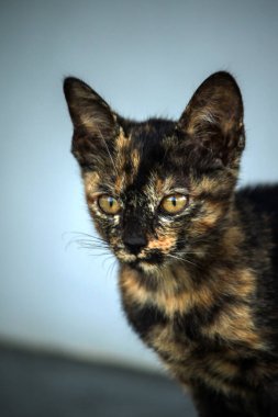 Turuncu ve Kara Tabby kendi bölgelerinin güvenliğini sağlıyordu..