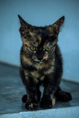 Turuncu ve Kara Tabby kendi bölgelerinin güvenliğini sağlıyordu..