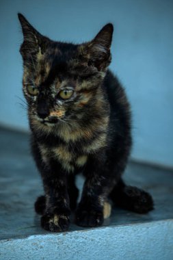 Turuncu ve Kara Tabby kendi bölgelerinin güvenliğini sağlıyordu..