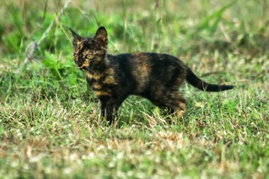 Turuncu ve Kara Tabby çimleri keşfediyorlar. Çimlerde yürümek, değişiklikleri keşfetmek ve kontrol etmekle ilgilidir..