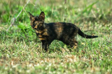 Turuncu ve Kara Tabby çimleri keşfediyorlar. Çimlerde yürümek, değişiklikleri keşfetmek ve kontrol etmekle ilgilidir..