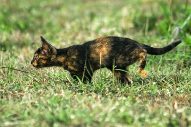 Turuncu ve Kara Tabby çimleri keşfediyorlar. Çimlerde yürümek, değişiklikleri keşfetmek ve kontrol etmekle ilgilidir..