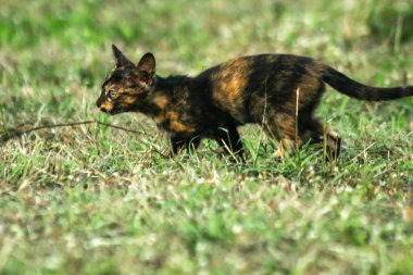 Turuncu ve Kara Tabby çimleri keşfediyorlar. Çimlerde yürümek, değişiklikleri keşfetmek ve kontrol etmekle ilgilidir..