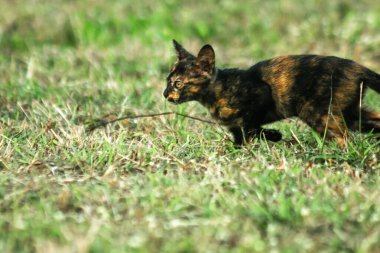 Turuncu ve Kara Tabby çimleri keşfediyorlar. Çimlerde yürümek, değişiklikleri keşfetmek ve kontrol etmekle ilgilidir..