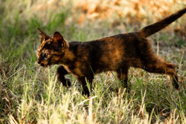 Turuncu ve Kara Tabby çimleri keşfediyorlar. Çimlerde yürümek, değişiklikleri keşfetmek ve kontrol etmekle ilgilidir..