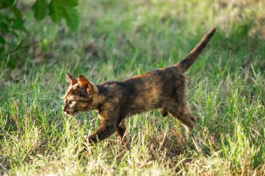 Turuncu ve Kara Tabby çimleri keşfediyorlar. Çimlerde yürümek, değişiklikleri keşfetmek ve kontrol etmekle ilgilidir..