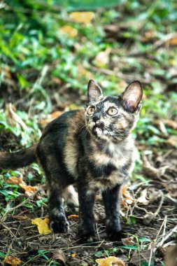 Turuncu ve Kara Tabby çimleri keşfediyorlar. Çimlerde yürümek, değişiklikleri keşfetmek ve kontrol etmekle ilgilidir..