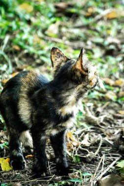 Turuncu ve Kara Tabby çimleri keşfediyorlar. Çimlerde yürümek, değişiklikleri keşfetmek ve kontrol etmekle ilgilidir..