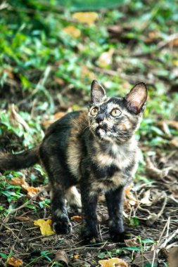 Turuncu ve Kara Tabby çimleri keşfediyorlar. Çimlerde yürümek, değişiklikleri keşfetmek ve kontrol etmekle ilgilidir..