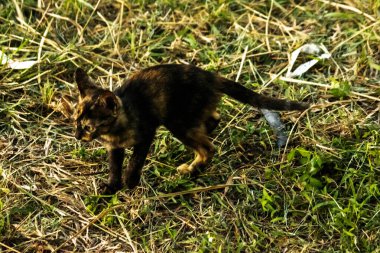 Turuncu ve Kara Tabby çimleri keşfediyorlar. Çimlerde yürümek, değişiklikleri keşfetmek ve kontrol etmekle ilgilidir..