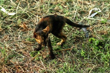 Turuncu ve Kara Tabby çimleri keşfediyorlar. Çimlerde yürümek, değişiklikleri keşfetmek ve kontrol etmekle ilgilidir..