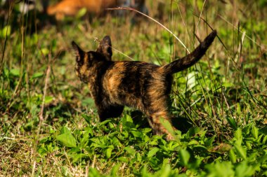 Turuncu ve Kara Tabby çimleri keşfediyorlar. Çimlerde yürümek, değişiklikleri keşfetmek ve kontrol etmekle ilgilidir..
