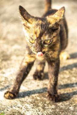 Tortitude Tabby, kulaklarını dikmiş, bir sesi ya da kokuyu analiz ettiğini gösteriyor..