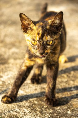 Tortitude Tabby, kulaklarını dikmiş, bir sesi ya da kokuyu analiz ettiğini gösteriyor..