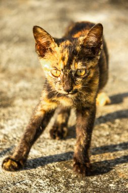 Tortitude Tabby, kulaklarını dikmiş, bir sesi ya da kokuyu analiz ettiğini gösteriyor..
