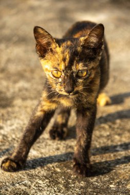 Tortitude Tabby, kulaklarını dikmiş, bir sesi ya da kokuyu analiz ettiğini gösteriyor..