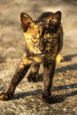 Tortitude Tabby, kulaklarını dikmiş, bir sesi ya da kokuyu analiz ettiğini gösteriyor..