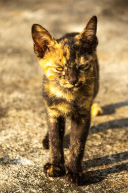 Tortitude Tabby, kulaklarını dikmiş, bir sesi ya da kokuyu analiz ettiğini gösteriyor..